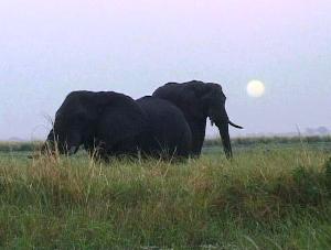 Chobe National Park Botswana