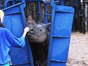 Black Rhino protected in Matusadona Zimbabwe