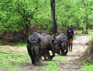 Black Rhino protected in Matusadona Zimbabwe